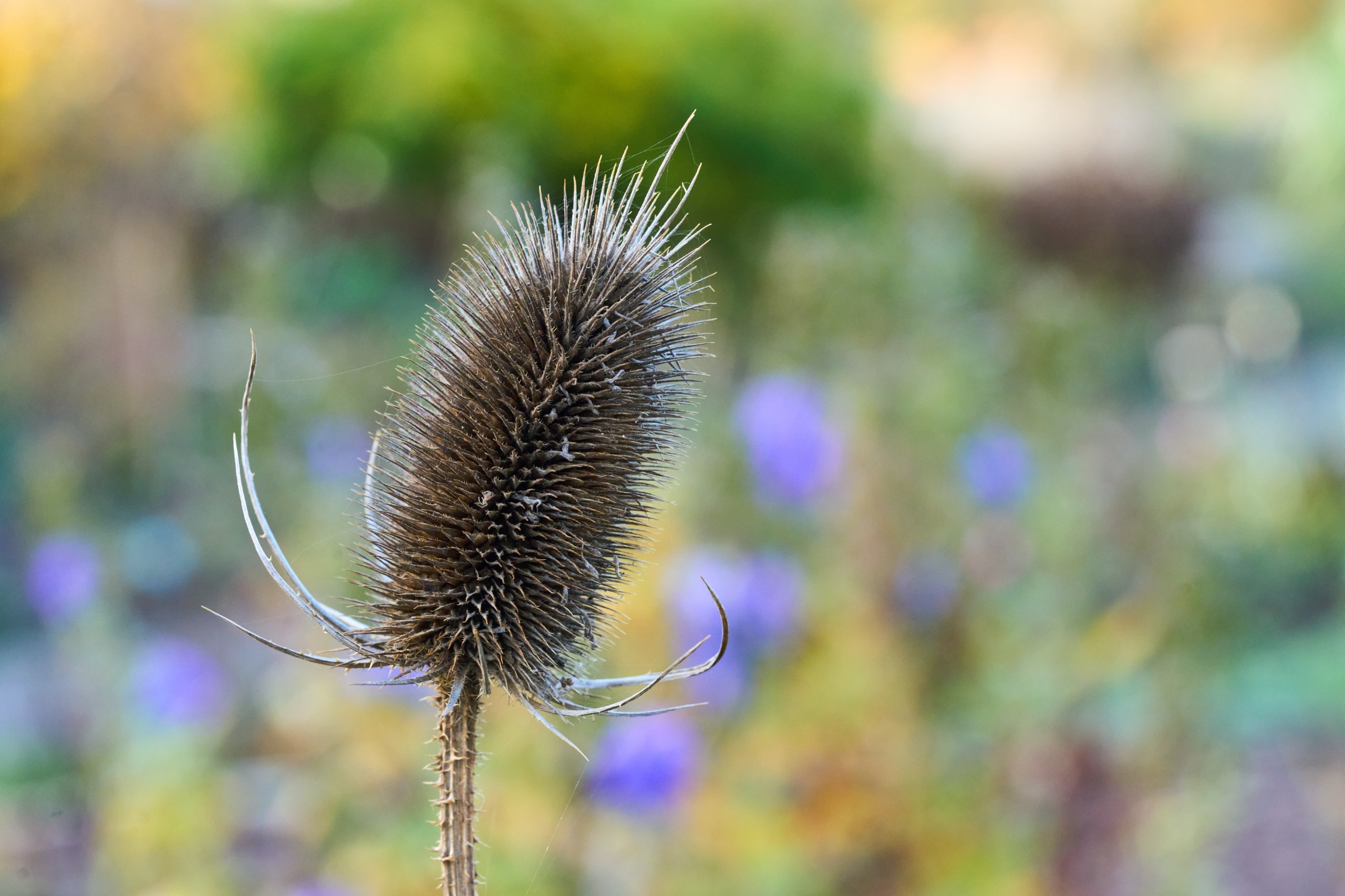 2025 11 02 Gruga 0061